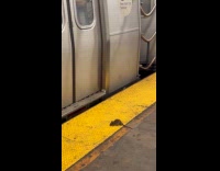 Rat lay on yellow line in subway
