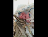 Guy finds four newborn baby rats 
