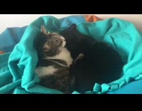 Two cats groom each other blue blanket