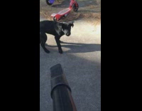 Black dog eat air from leaf blower
