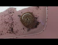 Turtle on water basin eats a worm