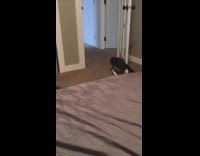 Black white cat plays fetch red ball