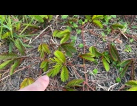 Person touch fern leaves that closes when touched