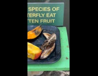 Kid cursing in amusement at butterfly exhibit