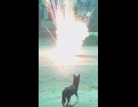 Guy lights huge firework and runs away screaming