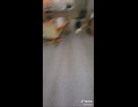 Collab BitchMP - Dog tries to bring giant stick into house fail