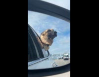 Dog enjoys wind peek at car window