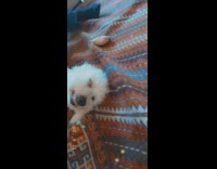 Dog white sleep sideways teeth out eyes half open