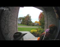 Woodpecker pecking doorbell camera and ringing it 