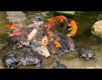 Koi fish goes wild during feeding time