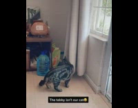 Two cats climb through window living room