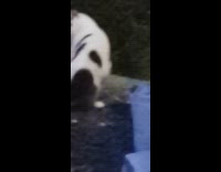 Two cats stares growls at each other