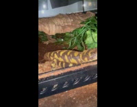 Salamanders fighting over cockroach