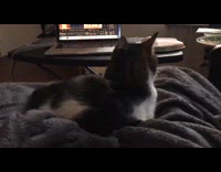 Girl moves legs shakes cat on lap 