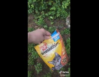 Collab Clips mpugc - Cat meow mix slaps bag