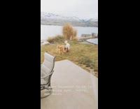 Collab Pets For All - dog peed on by another dog