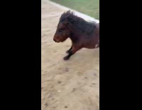 Collab Clips mpugc - Mini horse run down hill hard brake