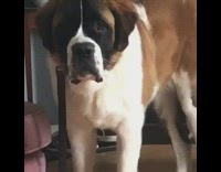 Dog jumps on guys testicles