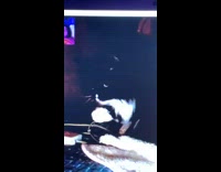Collab Clips mpugc - Girl facetime with cat thought it was deaf