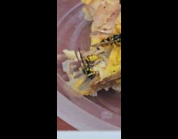 Bee take eat small piece of  chicken
