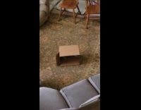 Ferret got zoomies plays with the box