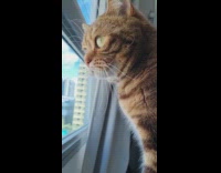Orange cat stares out window 