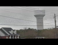 Flock of birds migrate fly together overcast