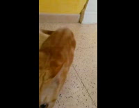 Orange kitten jump pounce towards the camera