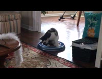 Cat catches ball that spins around it