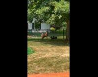 2 French bulldogs plays with deer in the backyard