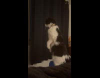 Cat stands at bed staring at window