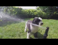 Black white dog tries to bite sprinklers in backyard 