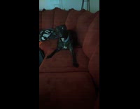 Man scares dog by wearing dog mask