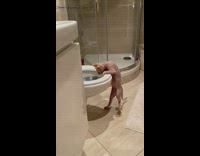 Hairless cat tries to go inside toilet 