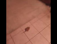 Small brown dog barks at toy mouse