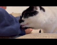 Cat likes to sniff owner blue sweatshirt 