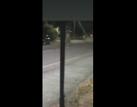 Hummingbird bird flies into metal pole fail