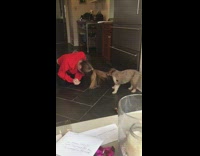 Grey Puppy Dog Pulls On Woman's Hair in Red Sweater