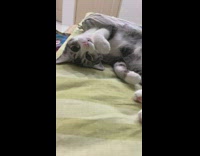 Grey white cat laying on bed woman says hello