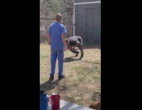 Guy lays down on slackline falls on face 