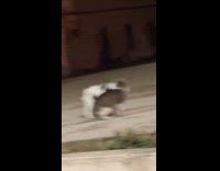 Collab Clips MPUGC - Woman disrupting cats having stare down