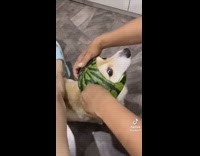 Collab DailyDoseOfInternet - Pet dog wears a watermelon helmet on its head