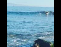 Collab Kook Of The Day - Wave knocks over guy white surfboard fail 