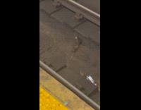 Two subway rats fight over McDonalds sauce