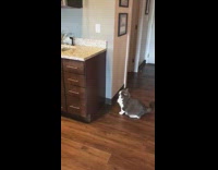 Collab BitchMP - Cat counter fail jump