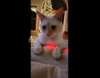 Collab Clips MPUGC2 - Cat enjoys neck massager