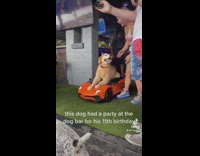 Collab BitchMP - Dog birthday party at bar equipped with lamborghini and money 