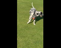 Dog search ball stuck into harness vest