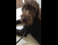 Dog sits on floor filmed by owner