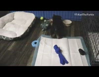Puppy splashes water and digs at floor 